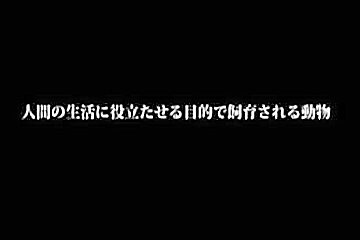 Japanese Sexslave Used