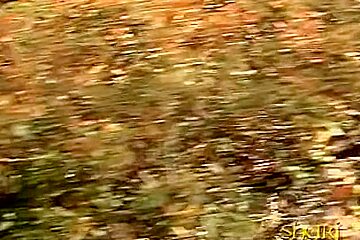 Japanese Sharking Video Of A Cute Gal Sitting In A Park